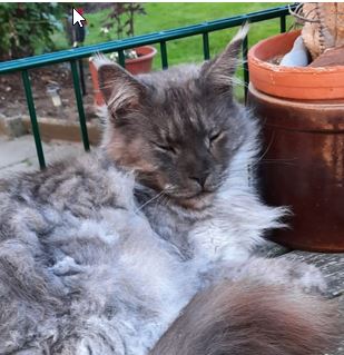 Vermisst – Kater Matze in Hildesheim