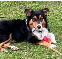 Australian Shepherd Milo Privatvermittlung