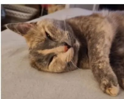 Vermisst – Katze Nala aus Giesen