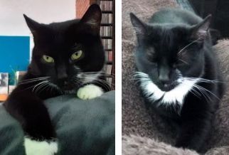 Vermisst – Katze Schneewittchen aus Bad Salzdetfurth