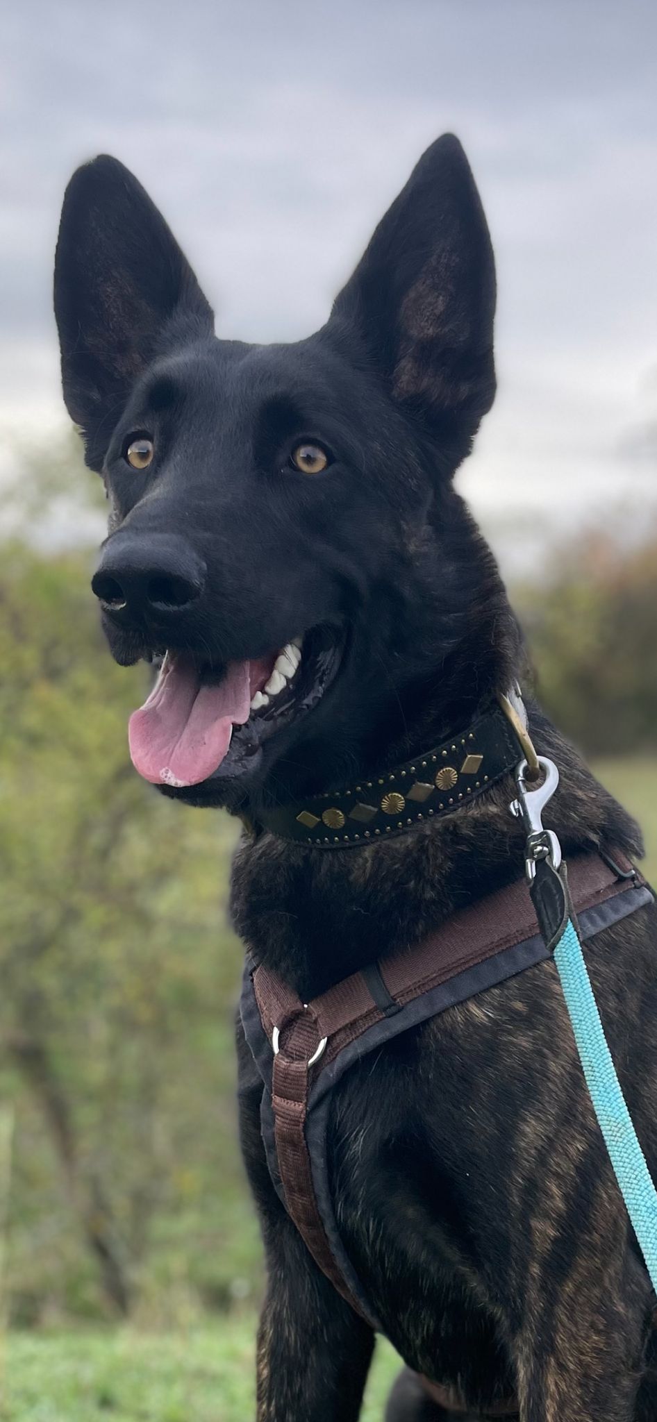 Hollandser Herder Balou