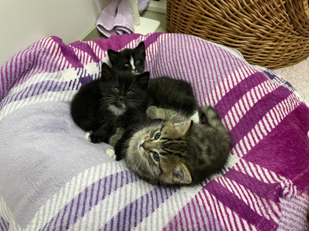 Katzenkinder Baileys, Ouzo und Whiskey