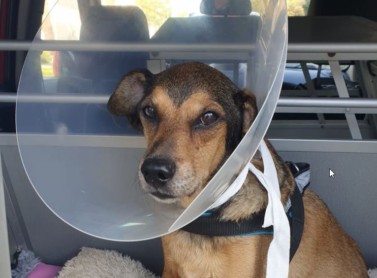 BITTE UM SPENDE FÜR KREBSTHERAPIE LUCKY