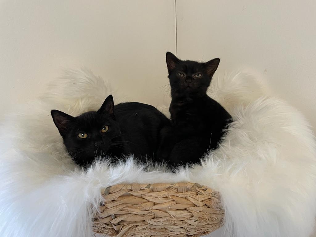 Katzenkinder Rana und Gin