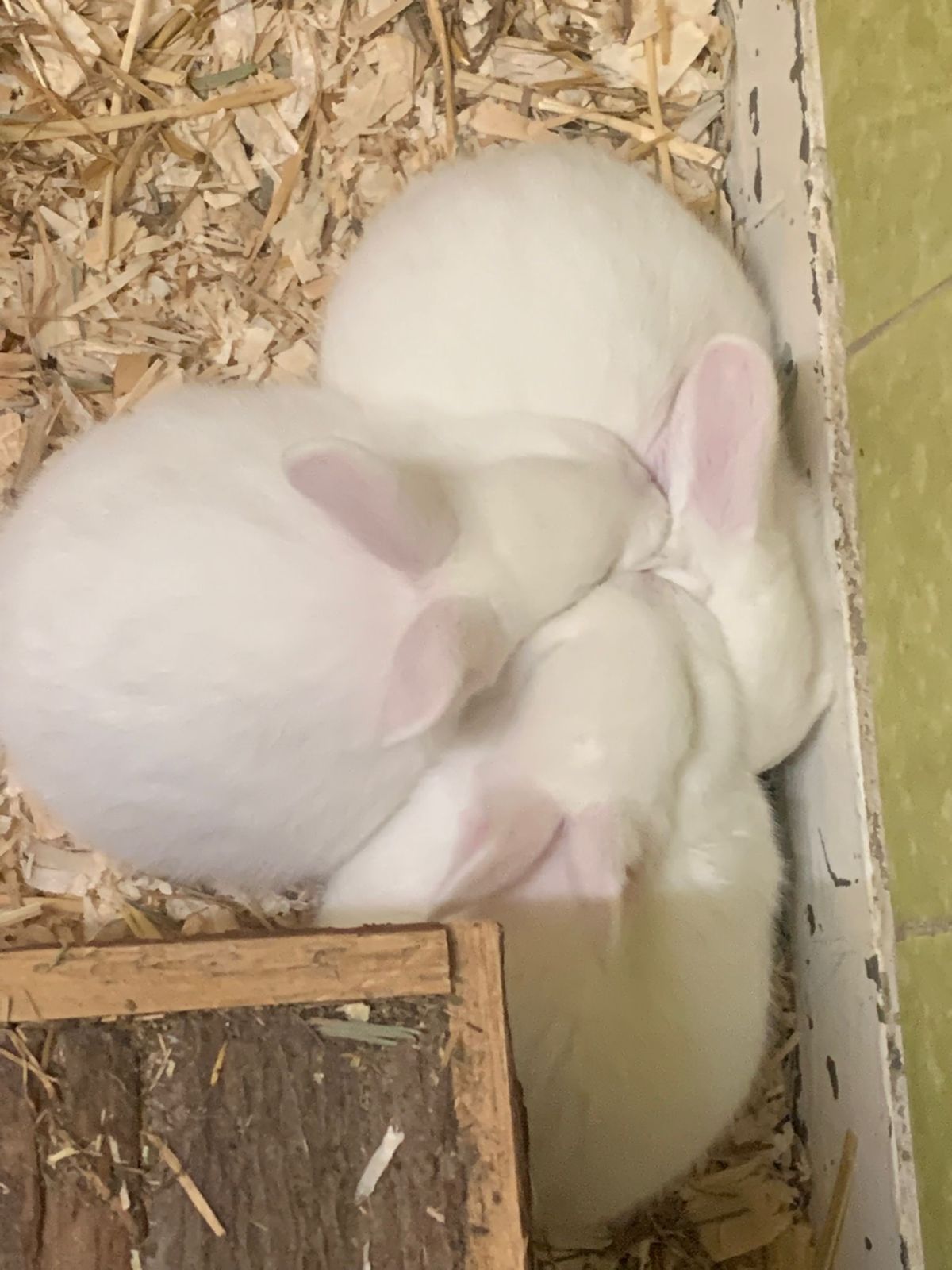 Deutscher Riese Anja und 3 Babys