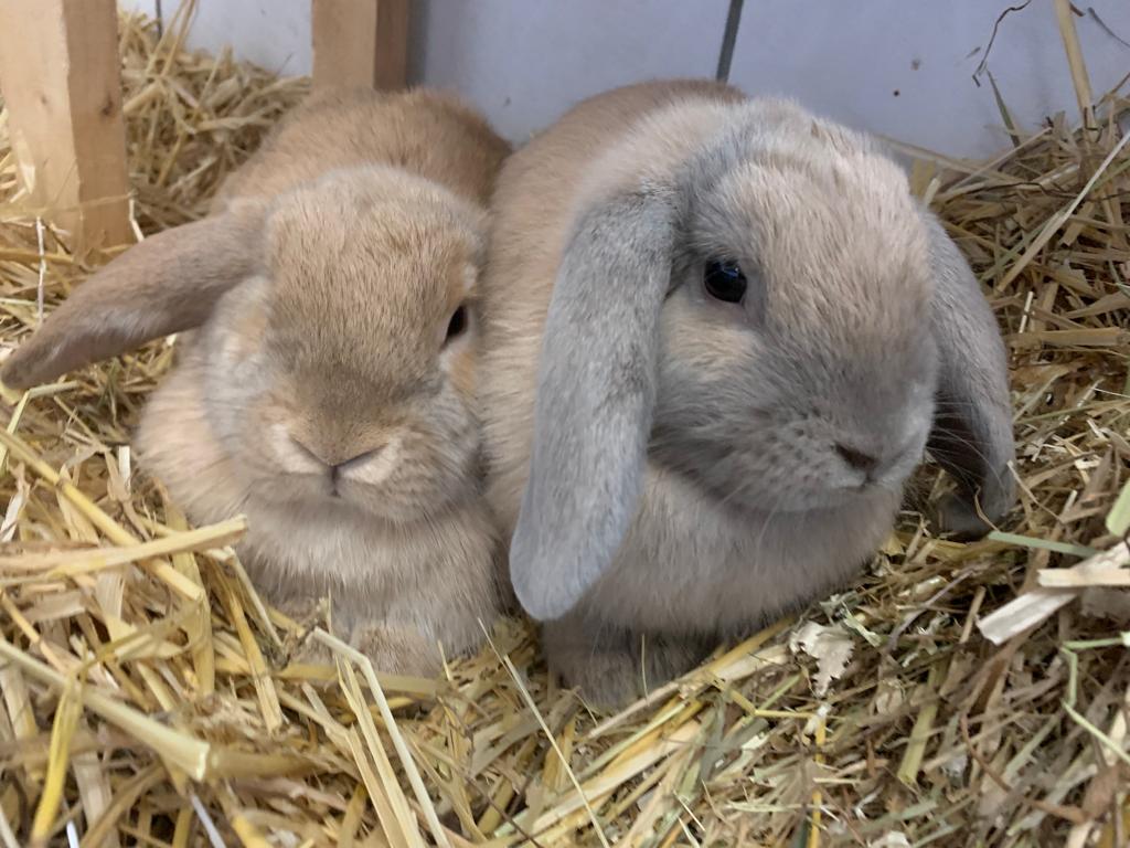 Kaninchen Mila und Lina