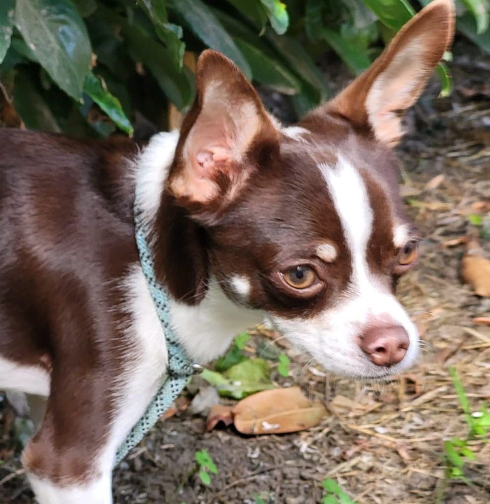 Russischer Toy Terrier Dobby