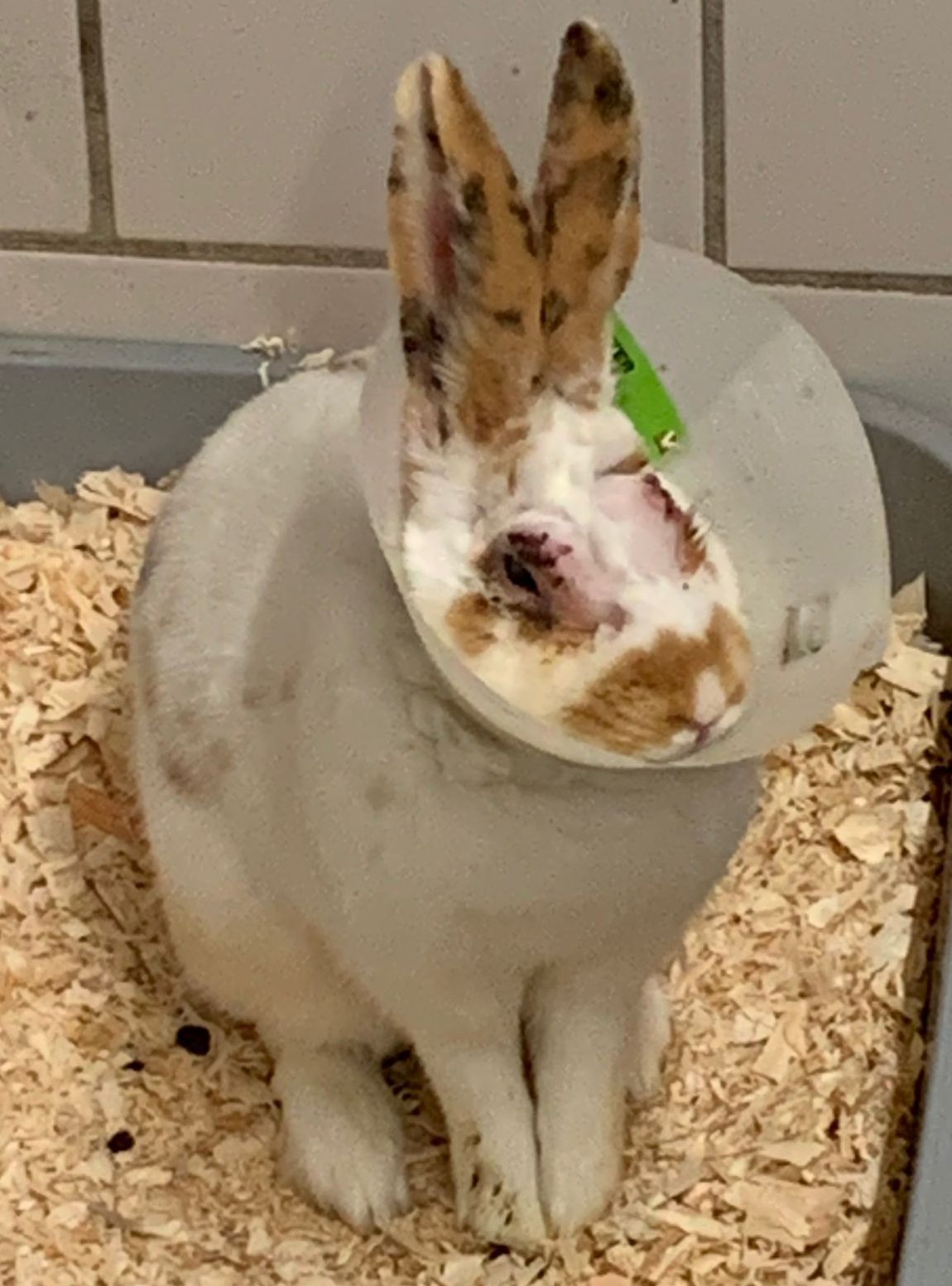 Deutscher Riese Linda