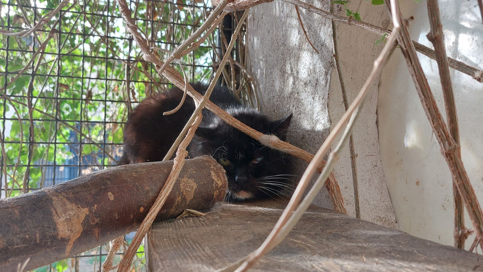 Katzenwiesenkatze Rüdiger