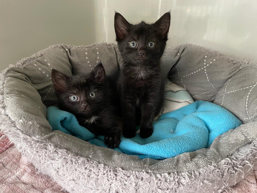 Katzenkinder Mickey und Minnie