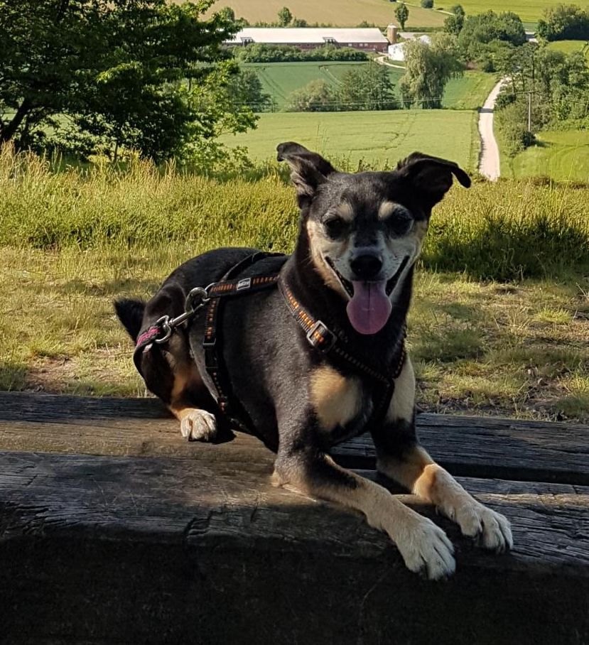 Prager Rattler Brutus Privatvermittlung