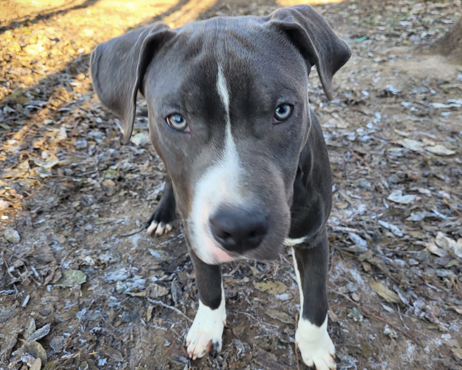 Staffordshire Terrier Junghund Finn