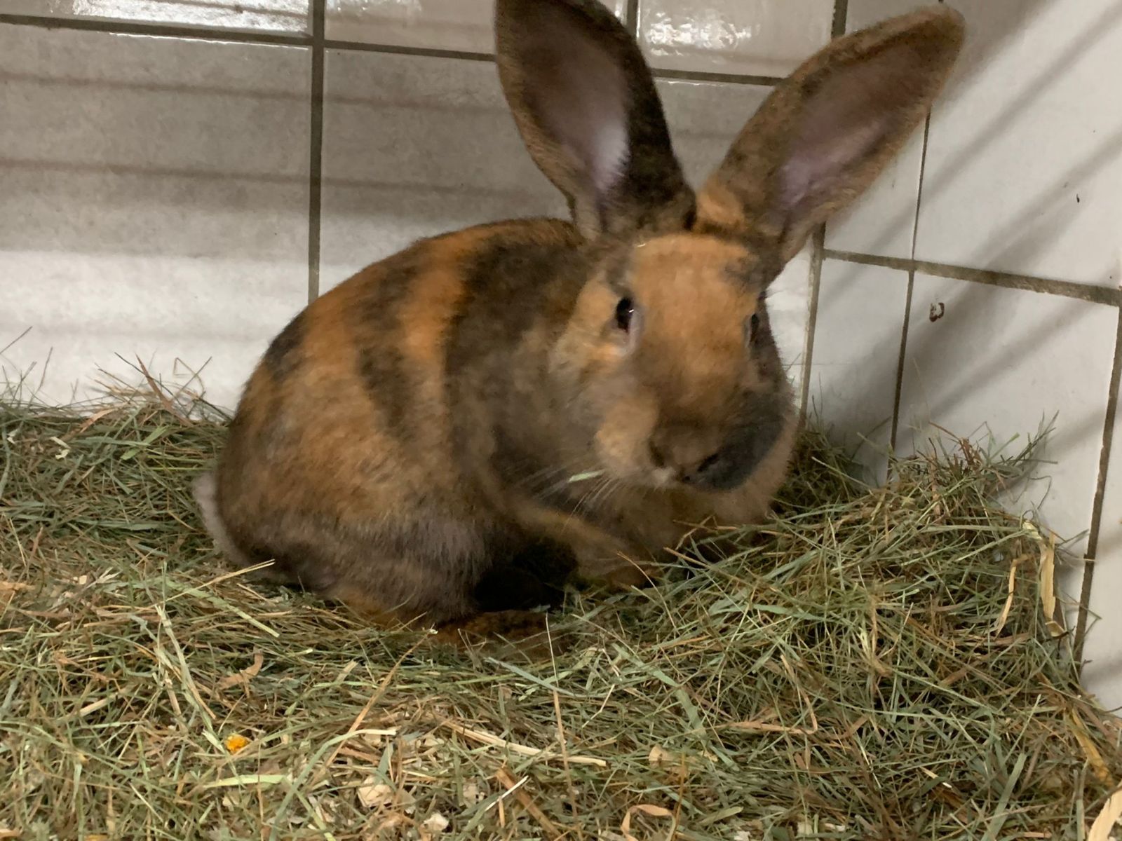 Deutscher Riese Grumpy