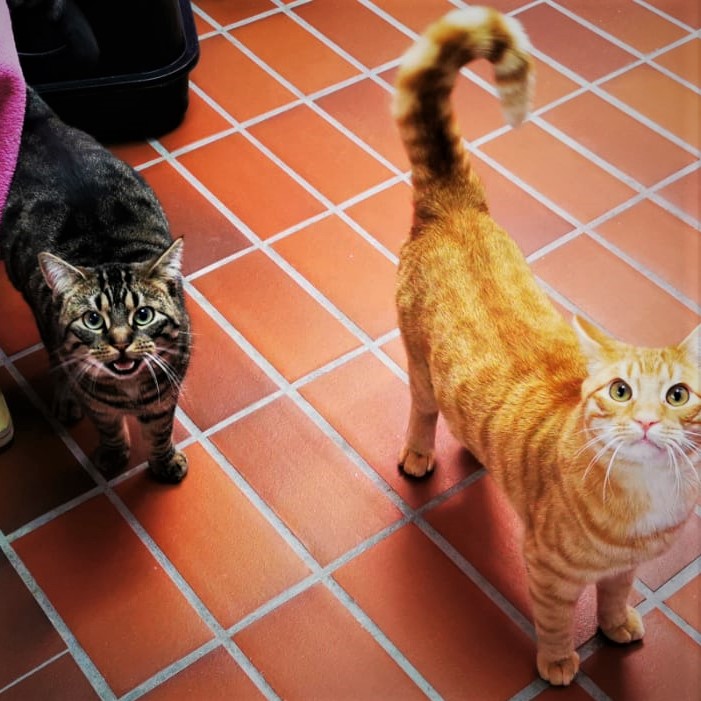 Katzen Ares, Gismo und Merlin