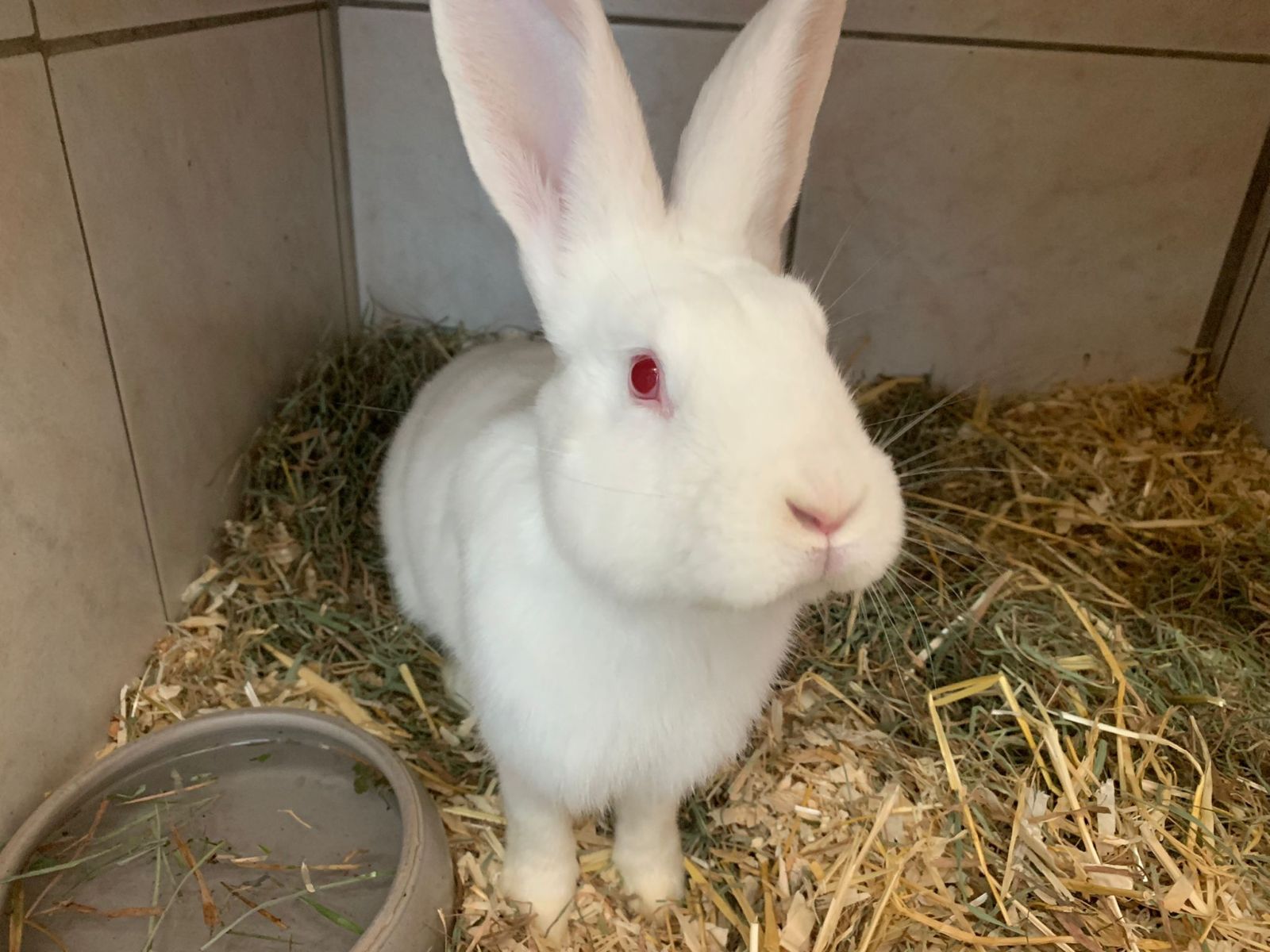 Deutscher Riese Sindri