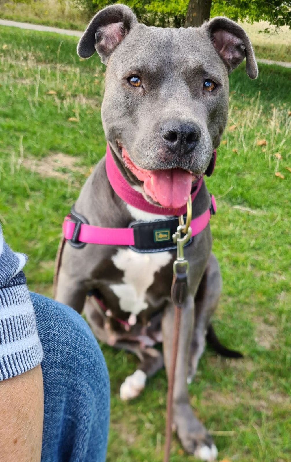 Amerikan Bully Sunny