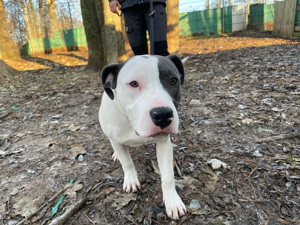 Staffordshire Terrier Junghund Tom