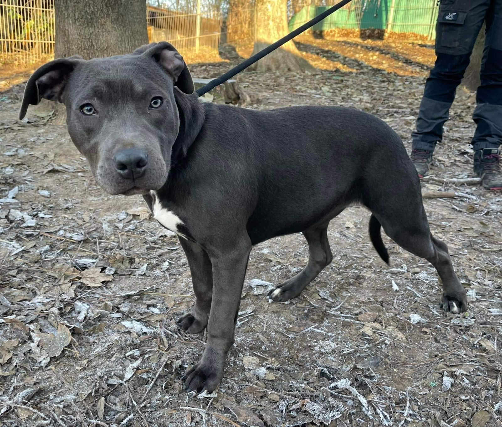 Staffordshire Terrier Junghund Vicky