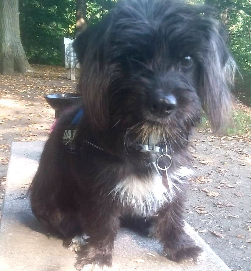 Ferdinand sucht Gassigeher