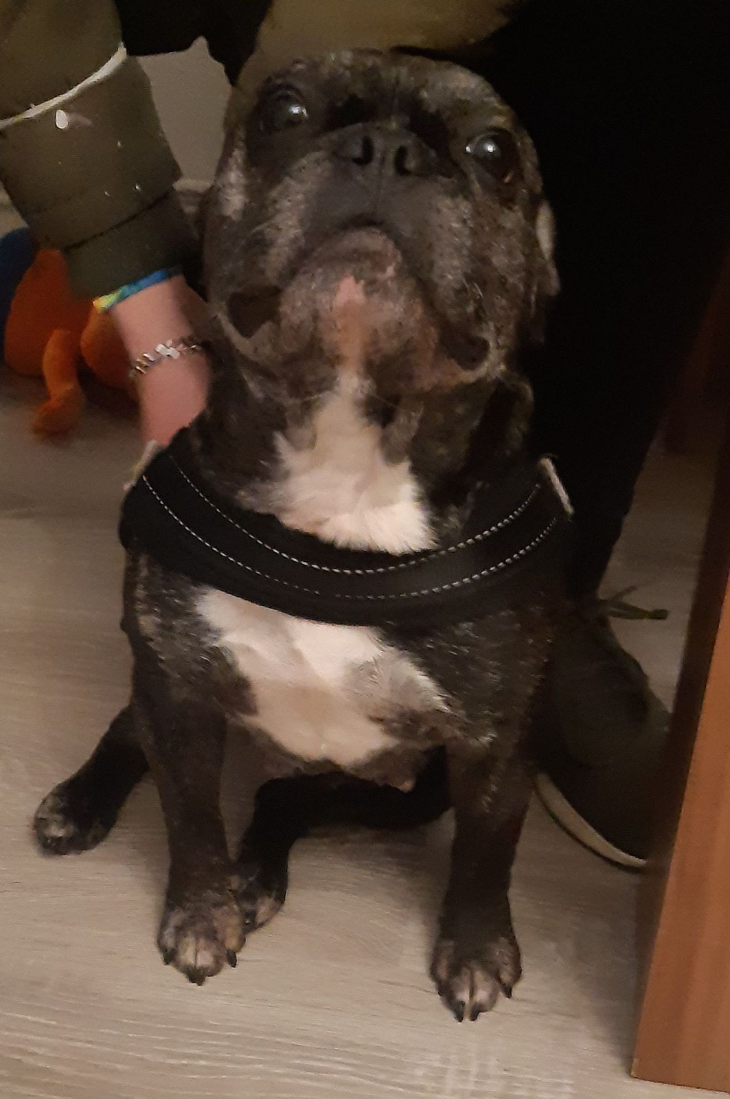 Französische Bulldogge Amy Privatvermittlung