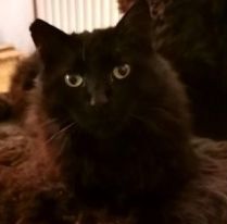 Vermisst – Kater Drago aus Giften