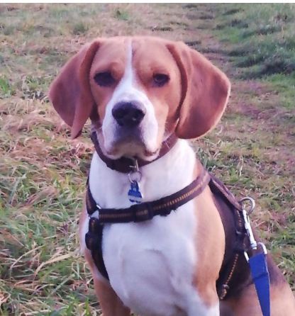 Beagle Elvis Privatvermittlung