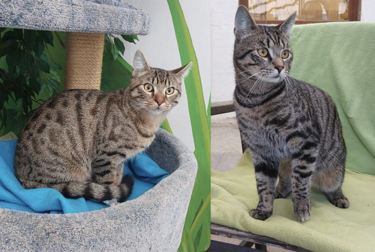 Katzen Till und Puki