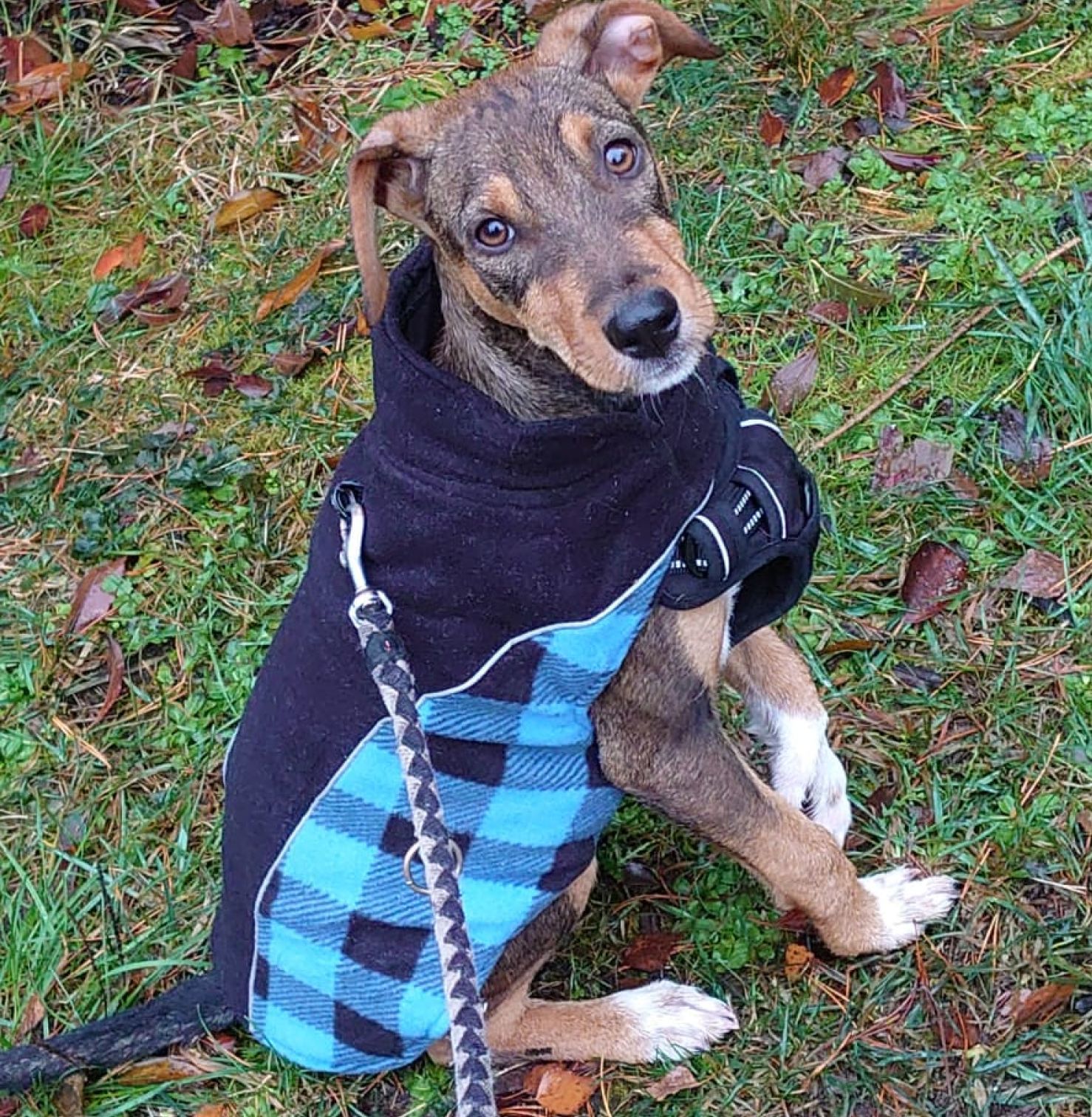 Flips Privatvermittlung