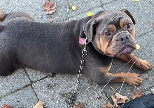 Gash Privatvermittlung