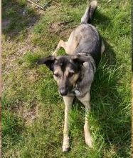 Laika Privatvermittlung