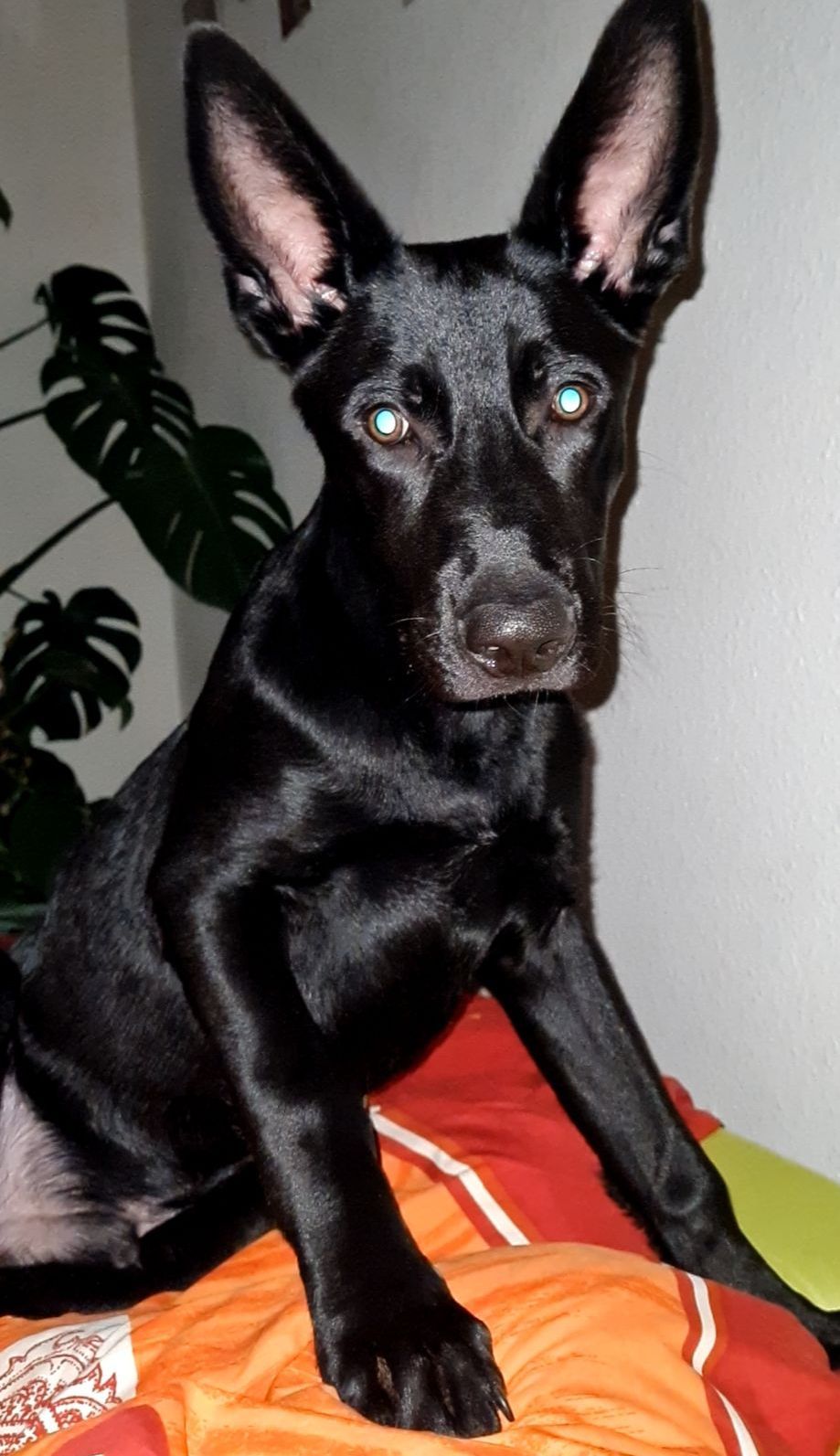 Schäferhundmix Maurice Privatvermittlung