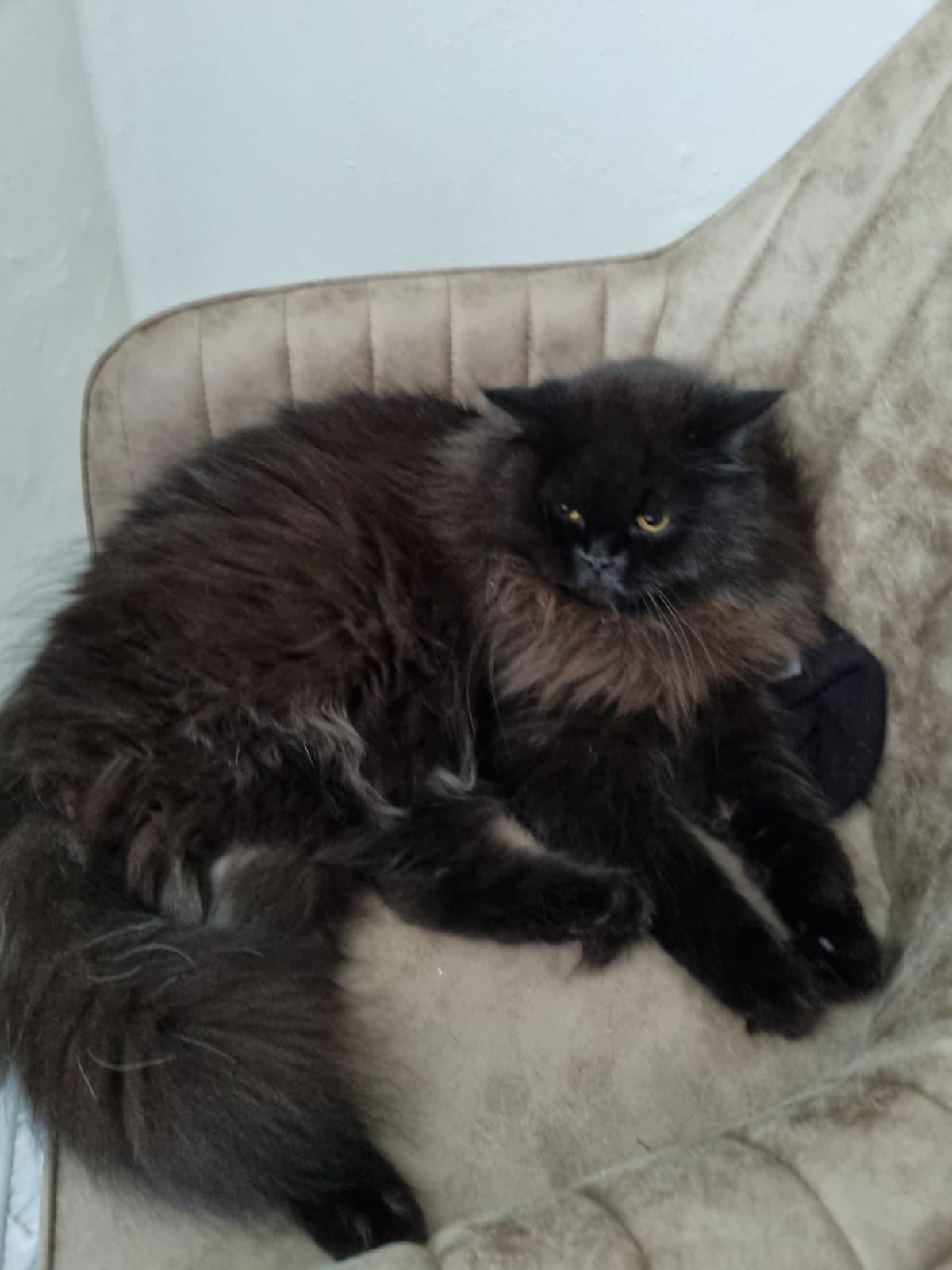 Vermisst – Kater Ozzy im Sachsenring in Hildesheim