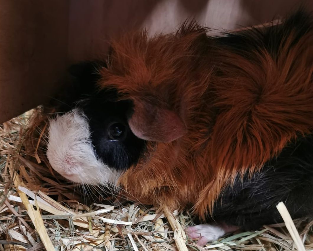 Meerschweinchen Teddy