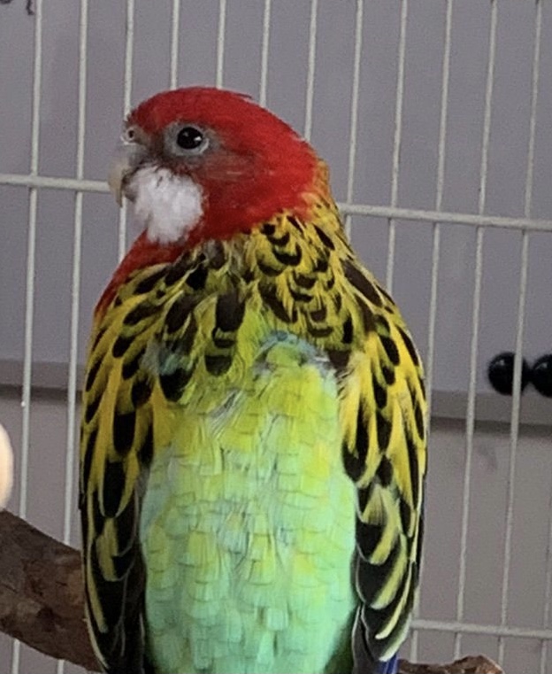 Rosellasittich Captain