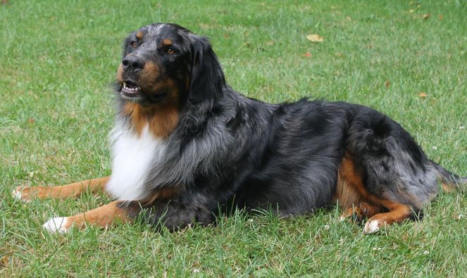 Australian Shepherd Mix Charlie Privatvermittlung