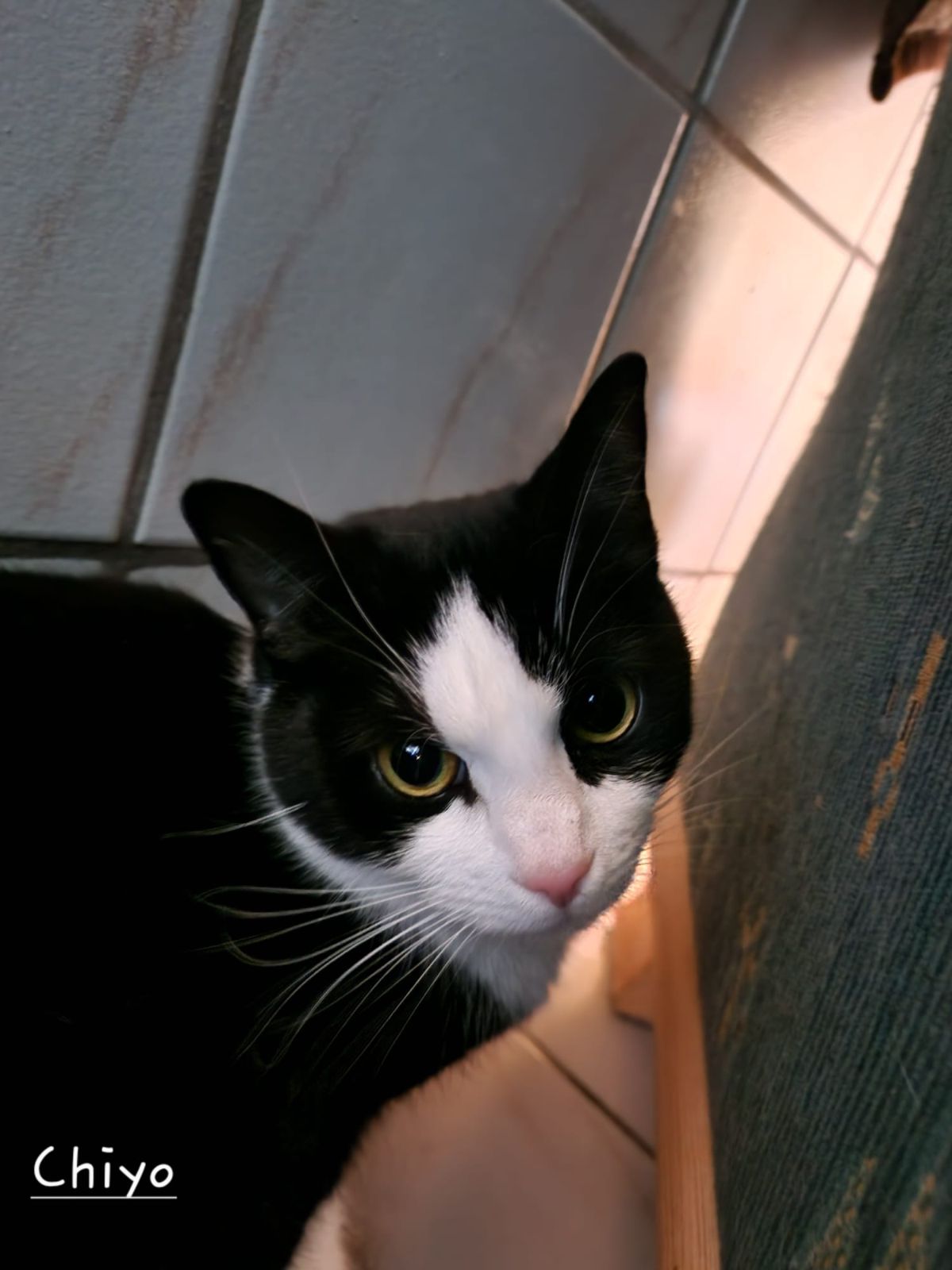 Katze Chiyo