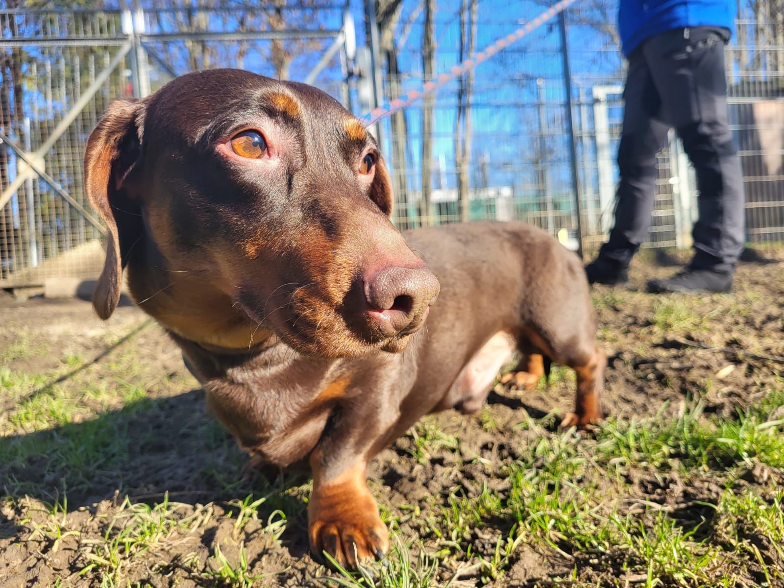 Kurzhaardackel Krümel