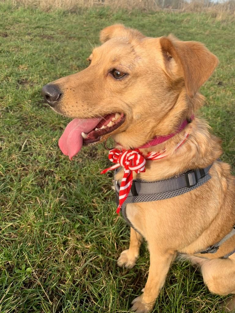 Labrador-Retriever Mix Emmy