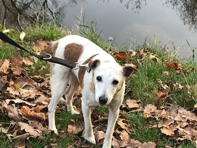 Hunde Grille (16) und Maja (9)