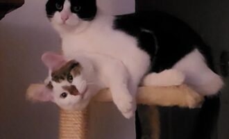 Neues Zuhause – Jerry und Hektor grüßen nach wie vor sehr glücklich