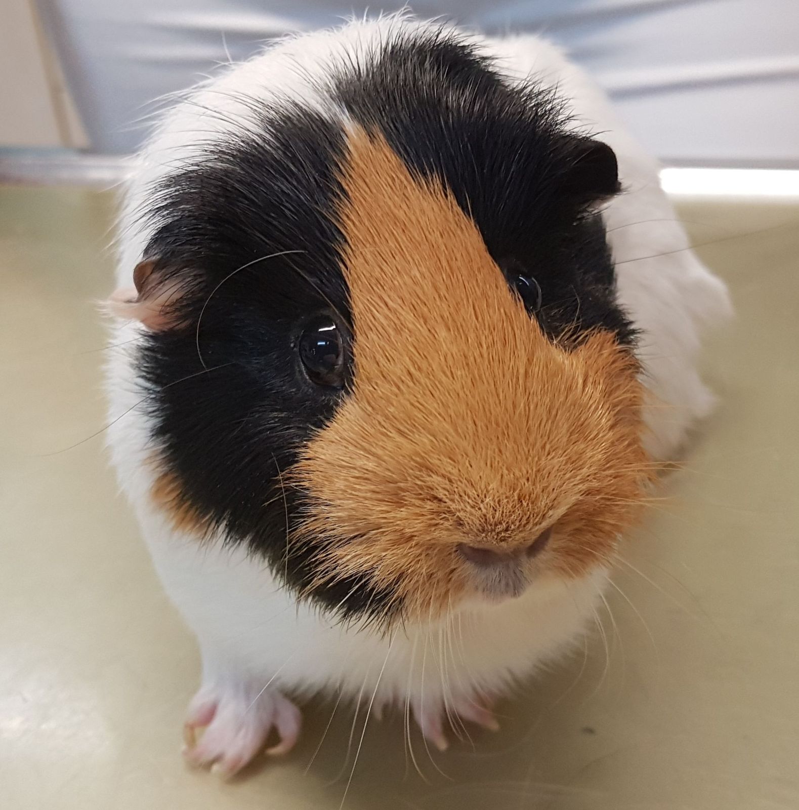 Meerschweinchendamen Hilda und Miss Piggy