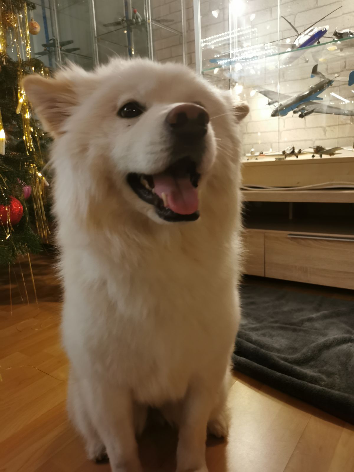 Samojede Mimi Privatvermittlung