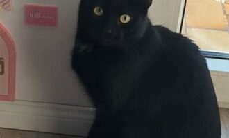 Vermisst – Kater Monty aus Harsum