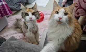 Nora und Leander suchen ganz dringend eine Pflegestelle