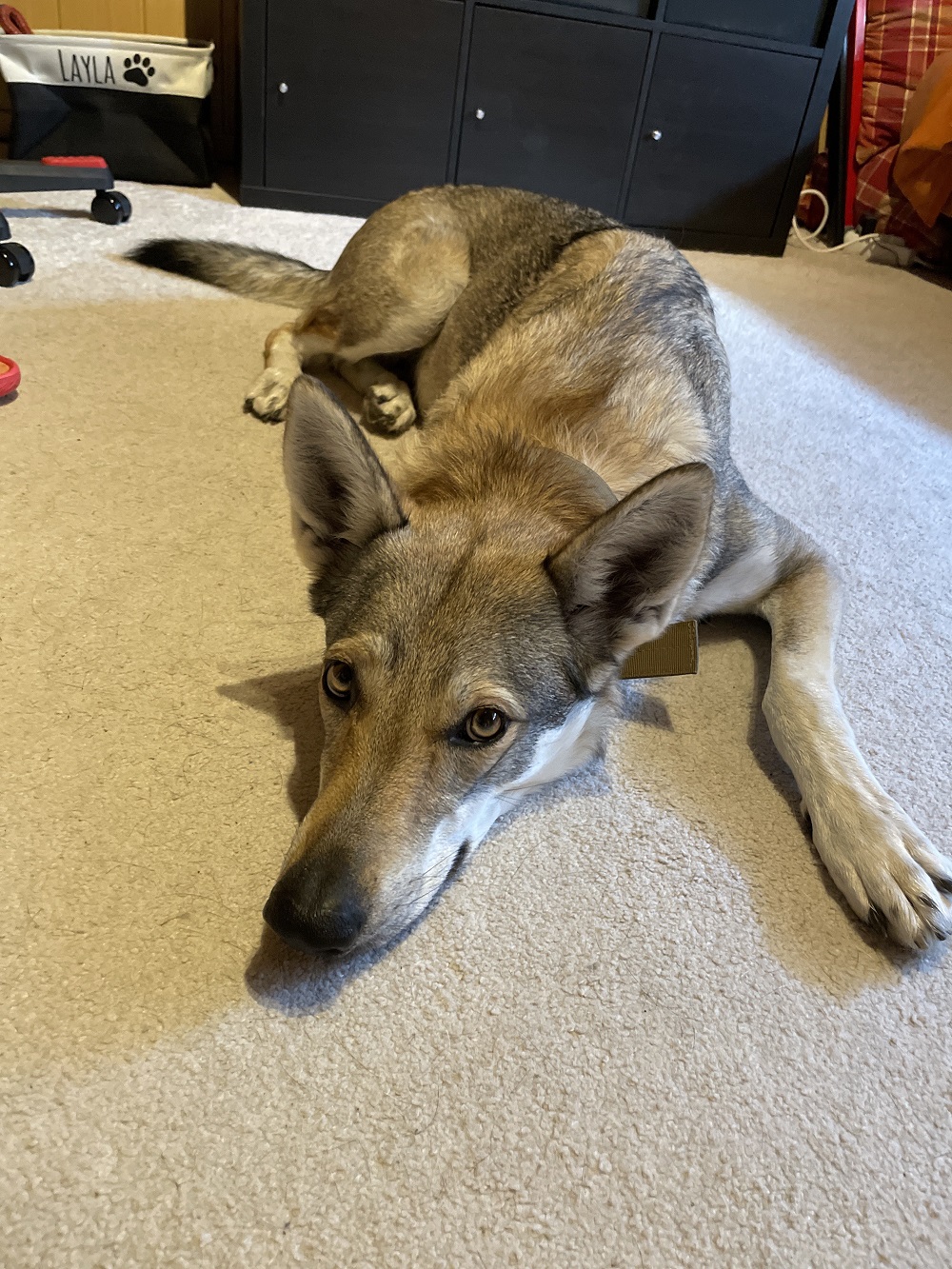 Tschechisch Slowakische Wolfhündin Layla – Privatvermittlung