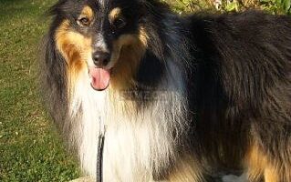 Vermisst – Shetland Sheepdog Alex aus der Schweiz