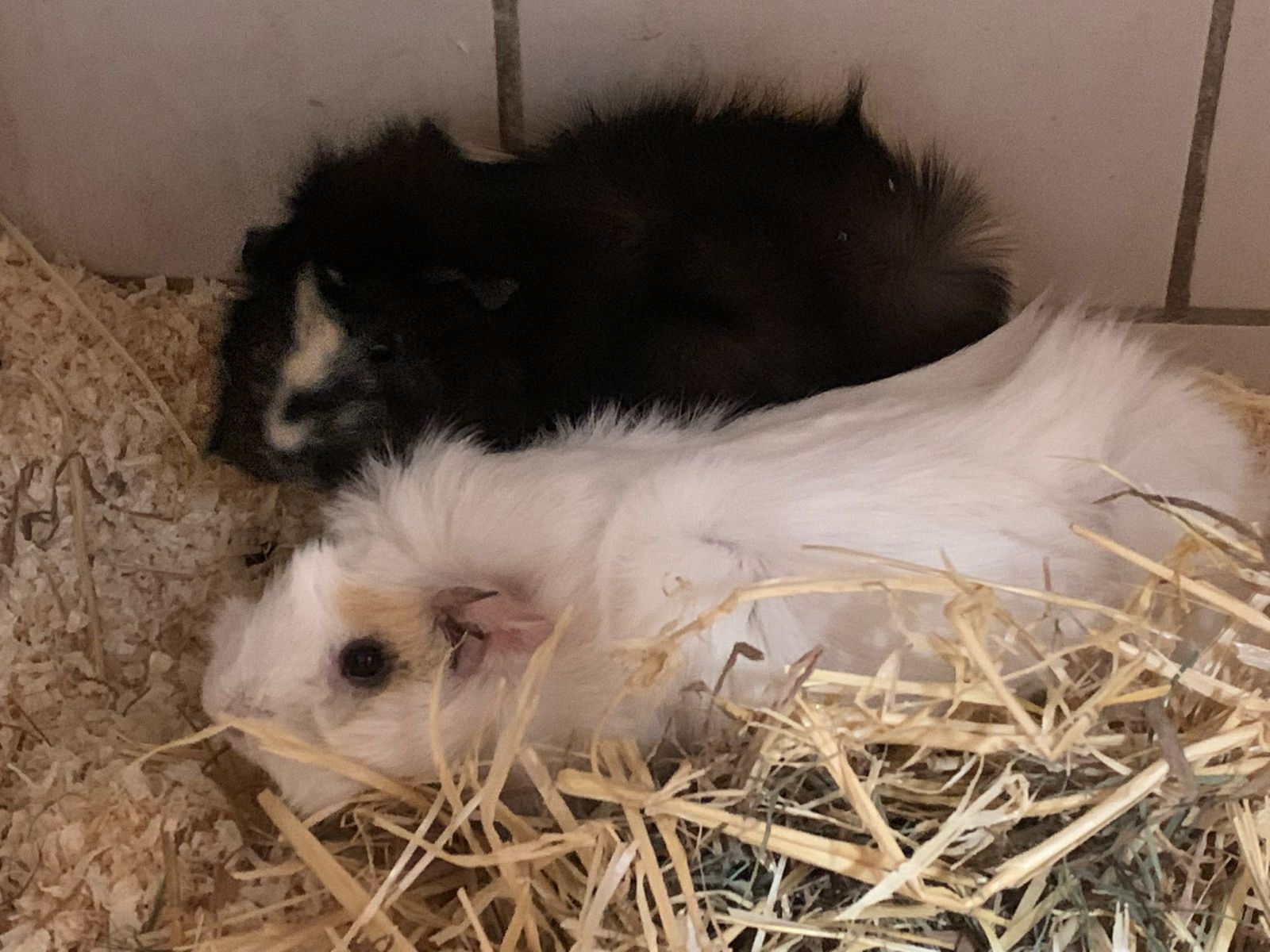 Meerschweinchendamen Bunti und Susi