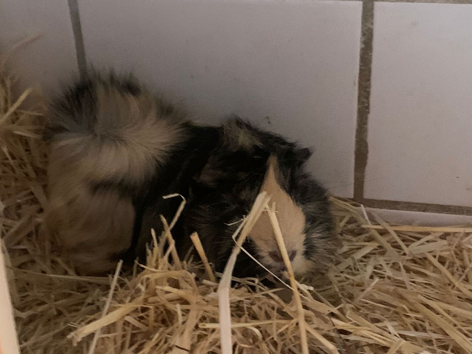 Meerschweinchen Blacky