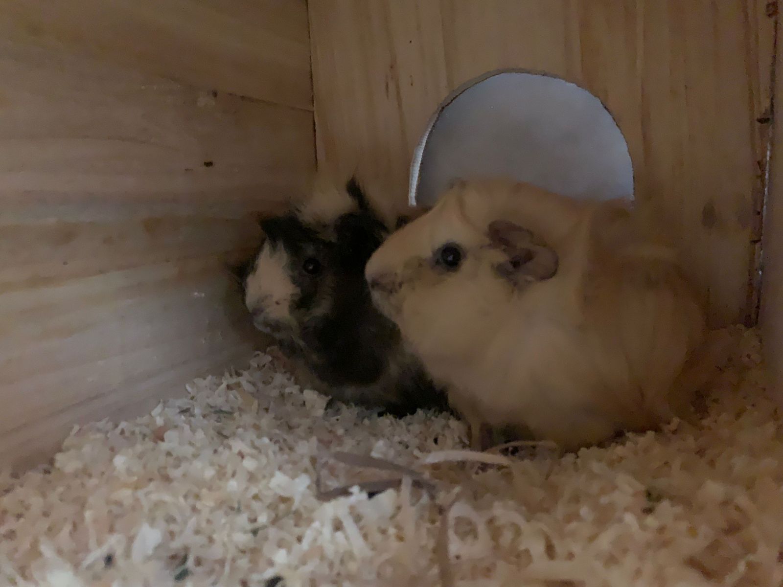 Meerschweinchenböckchen Jungtiere Flöckchen, Brauni und Curly