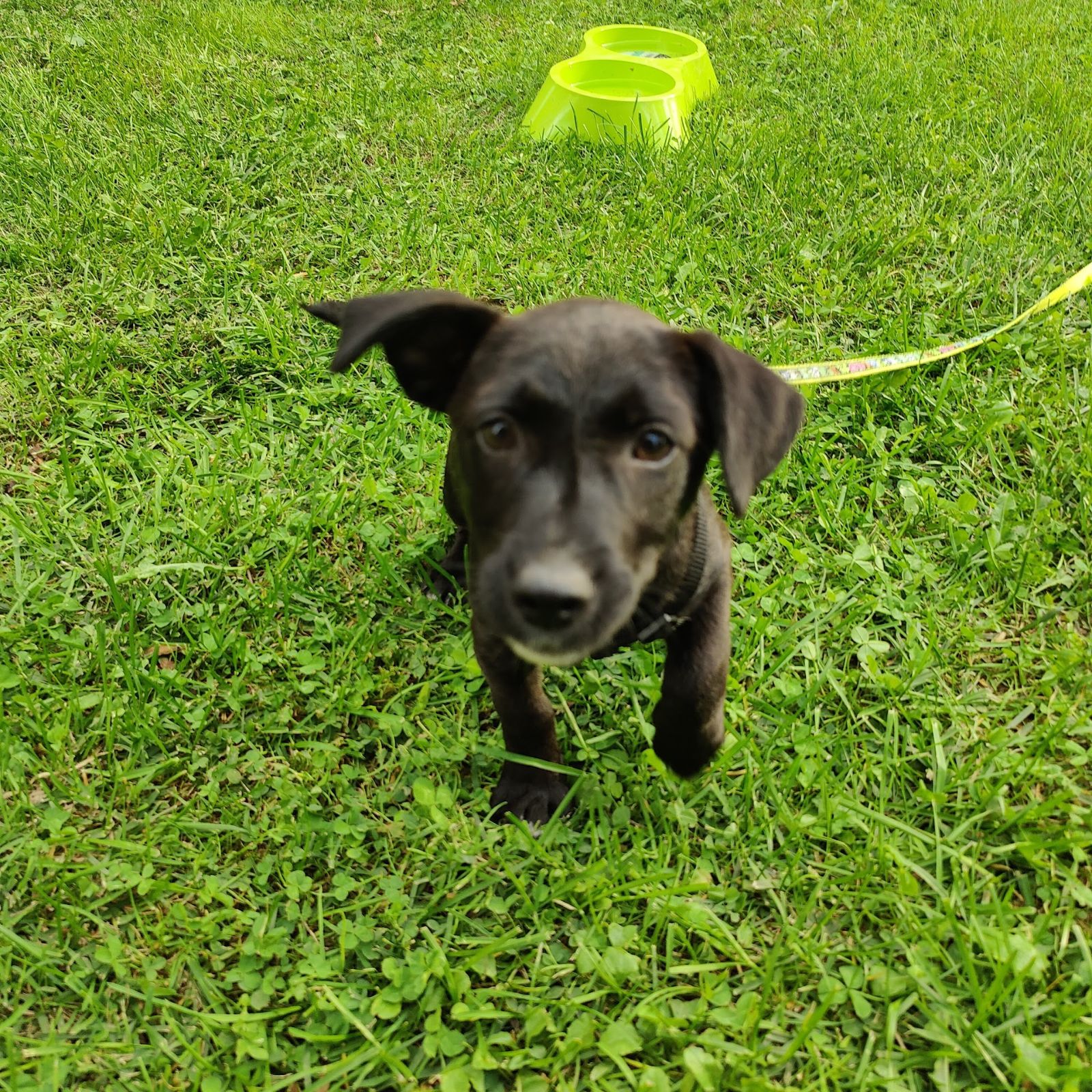 Hündin Privatvermittlung